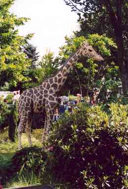 Giraffe