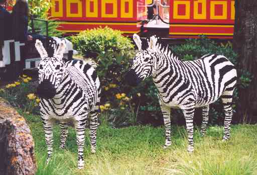 Zebra's