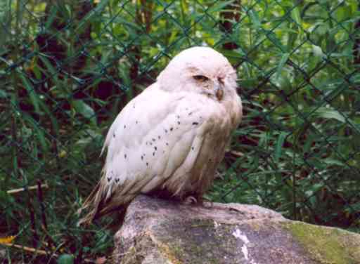 Snowowl in Ranua