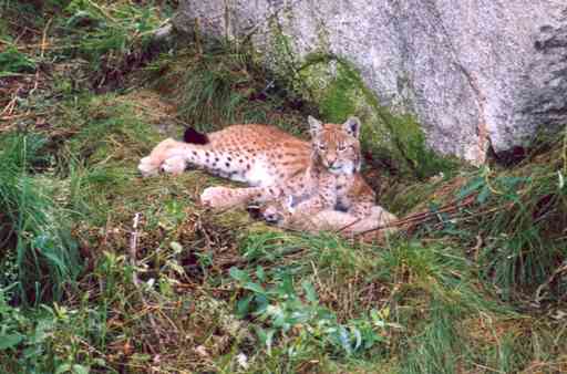 Lynxen in Ranua